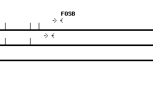Human FOSB qPCR primer set (NM_006732)