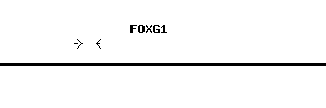 Human FOXG1 qPCR primer set (NM_005249)