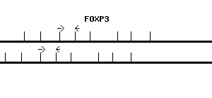 Human FOXP3 qPCR primer set (NM_014009)