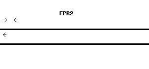Human FPR2 qPCR primer set (NM_001462)