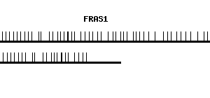 Human FRAS1 qPCR primer set (NM_025074)