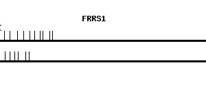 Human FRRS1 qPCR primer set (NM_001013660)