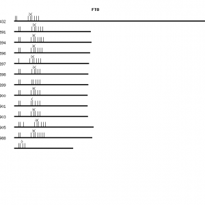 Human FTO qPCR primer set (NM_001080432)