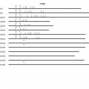 Human FXYD3 qPCR primer set (NM_005971)