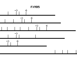 Human FXYD5 qPCR primer set (NM_014164)