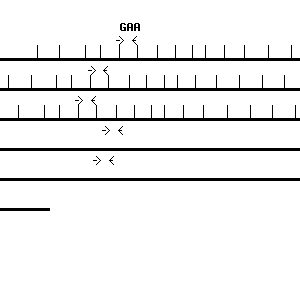 Human GAA qPCR primer set (NM_000152)