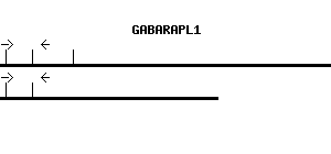 Human GABARAPL1 qPCR primer set (NM_031412)