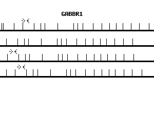 Human GABBR1 qPCR primer set (NM_001470)