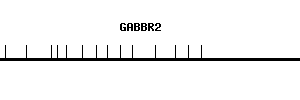 Human GABBR2 qPCR primer set (NM_005458)
