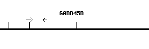 Human GADD45B qPCR primer set (NM_015675)