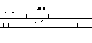 Human GATM qPCR primer set (NM_001482)