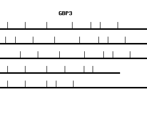 Human GBP3 qPCR primer set (NM_018284)