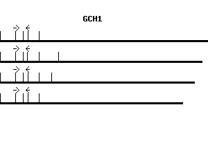 Human GCH1 qPCR primer set (NM_000161)