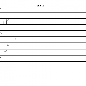 Human GCNT1 qPCR primer set (NM_001490)