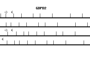 Human GDPD2 qPCR primer set (NM_017711)