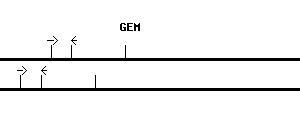 Human GEM qPCR primer set (NM_005261)