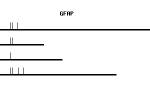 Human GFAP qPCR primer set (NM_002055)