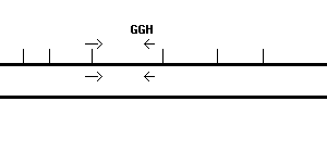 Human GGH qPCR primer set (NM_003878)