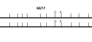 Human GGT7 qPCR primer set (NM_178026)