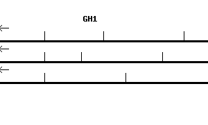Human GH1 qPCR primer set (NM_000515)