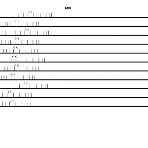 Human GHR qPCR primer set (NM_000163)