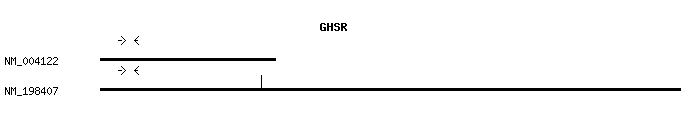 Human GHSR qPCR primer set (NM_004122)