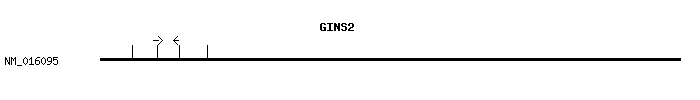 Human GINS2 qPCR primer set (NM_016095)