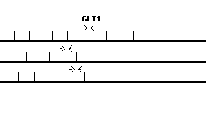 Human GLI1 qPCR primer set (NM_005269)