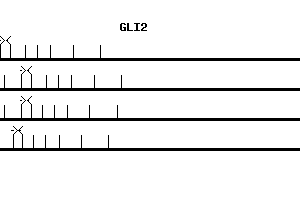 Human GLI2 qPCR primer set (NM_005270)