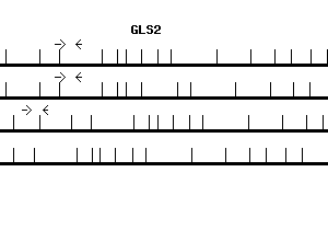 Human GLS2 qPCR primer set (NM_013267)