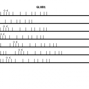 Human GLUD1 qPCR primer set (NM_005271)
