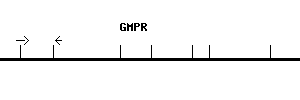 Human GMPR qPCR primer set (NM_006877)