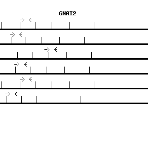 Human GNAI2 qPCR primer set (NM_002070)