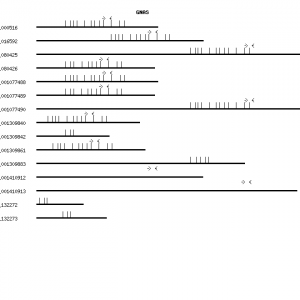 Human GNAS qPCR primer set (NM_000516)