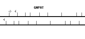 Human GNPAT qPCR primer set (NM_014236)