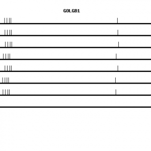 Human GOLGB1 qPCR primer set (NM_004487)
