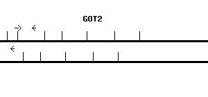 Human GOT2 qPCR primer set (NM_002080)