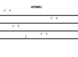 Human GPBAR1 qPCR primer set (NM_170699)