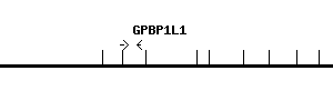Human GPBP1L1 qPCR primer set (NM_021639)