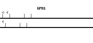 Human GPD1 qPCR primer set (NM_005276)