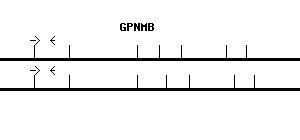 Human GPNMB qPCR primer set (NM_002510)