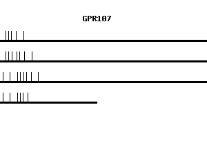 Human GPR107 qPCR primer set (NM_020960)