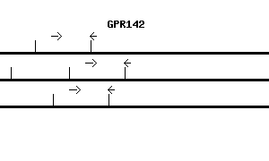 Human GPR142 qPCR primer set (NM_181790)