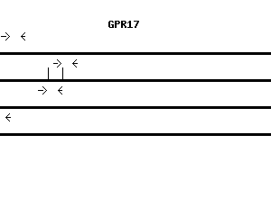 Human GPR17 qPCR primer set (NM_005291)