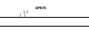 Human GPR78 qPCR primer set (NM_080819)