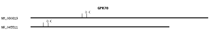 Human GPR78 qPCR primer set (NM_080819)