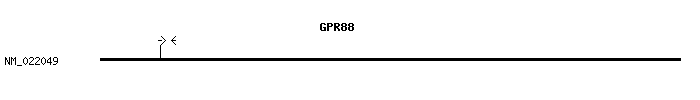 Human GPR88 qPCR primer set (NM_022049)