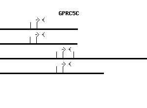 Human GPRC5C qPCR primer set (NM_018653)