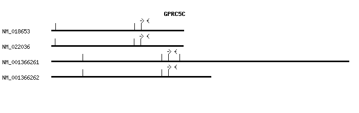 Human GPRC5C qPCR primer set (NM_018653)