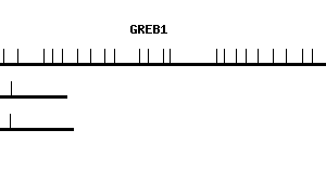 Human GREB1 qPCR primer set (NM_014668)